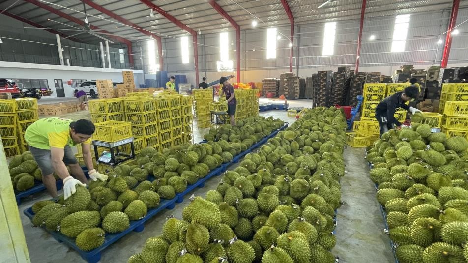 Nghịch lý Sầu riêng: Giá tăng gấp đôi kỷ lục, vì sao nông dân vẫn "trắng tay"?