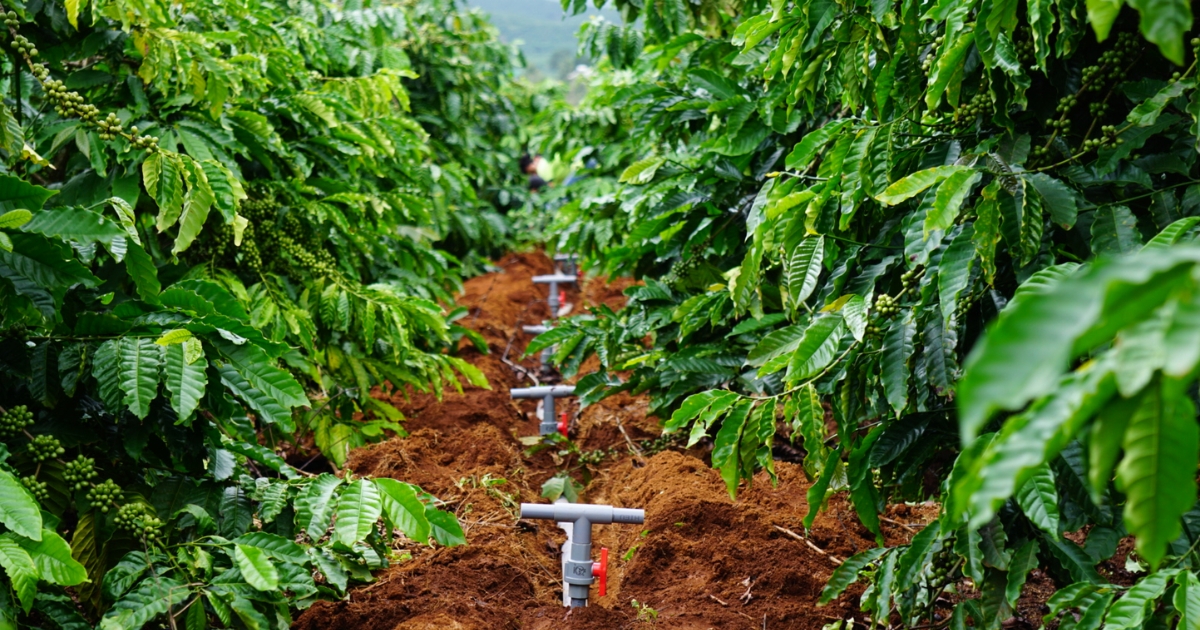 Quy Trình Kỹ Thuật Chăm Sóc Cây Cà Phê Sau Thu Hoạch