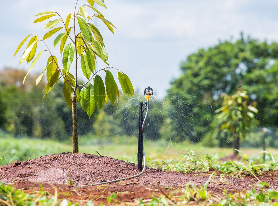 Chăm Sóc Sầu Riêng Non Tơ: Đơn Giản, Hiệu Quả và Tiết Kiệm