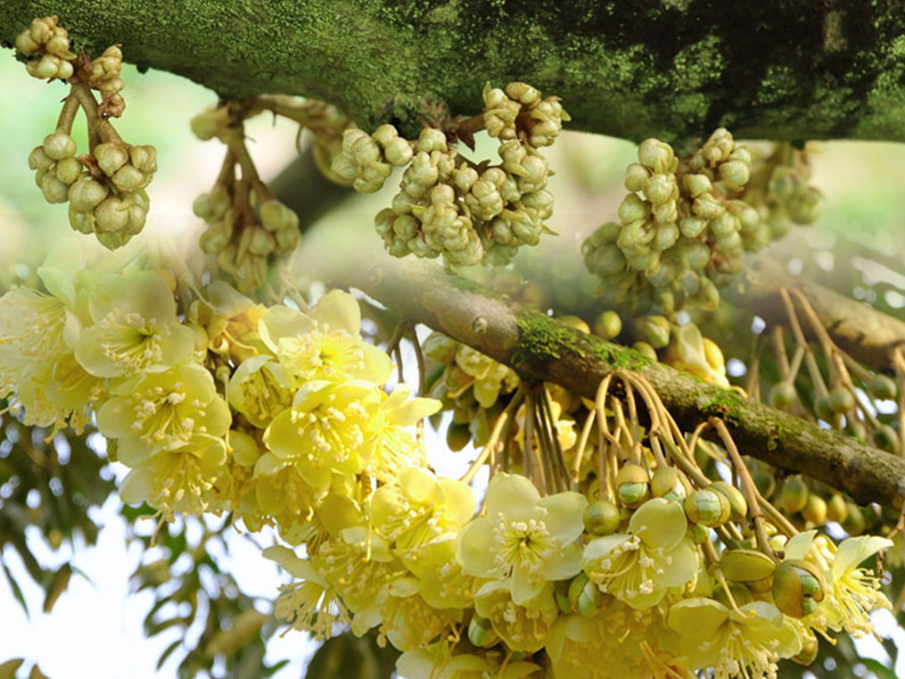 Kỹ Thuật Chăm Sóc Bông Sầu Riêng Theo 3 Giai Đoạn Để Đạt Hiệu Quả Cao