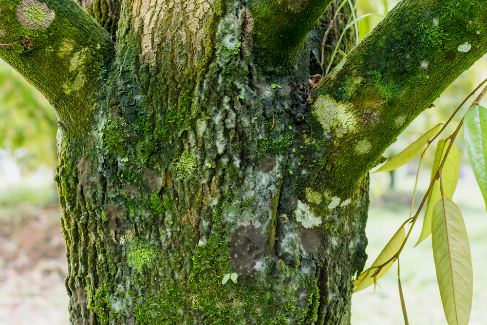 Chiến Lược Tẩy Tận Gốc "Kẻ Thù Thầm Lặng" Rong Rêu